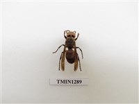 藏品(擬大虎頭蜂)的圖片